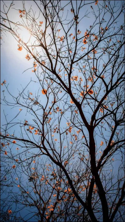 En quelle année la lampe triode a-t-elle été inventée ?