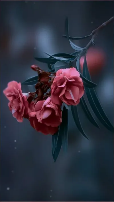 Quel sport Cliff Compton pratique-t-il ?