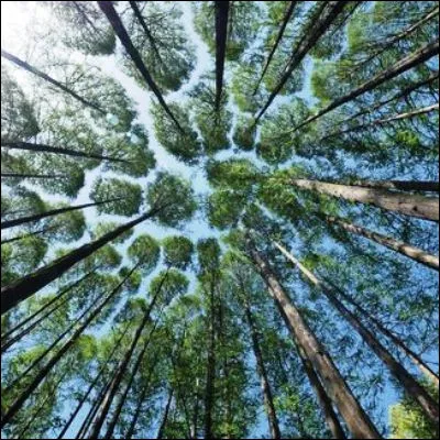 Quel arbre est l�Hyp&eacute;rion, le plus grand au monde avec une taille de 115,55 m&egrave;tres ?