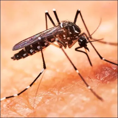 Quel moustique, dont le nom scientifique est Aedes albopictus, est vecteur de plusieurs maladies dont la dengue ?