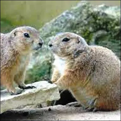 Comment appelle-t-on cet animal d�Am&eacute;rique du Nord proche de la marmotte en raison de son cri ?