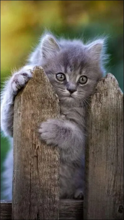 Qu'en est-il de l'allemand ?