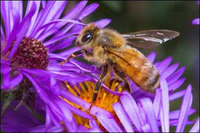 Quel est le nom de cet animal ?