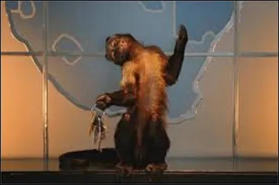 Quelle est la race du singe dans "La Nuit au musée" ?