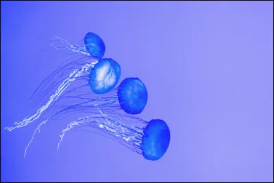 La méduse que lon cherche est actuellement le seul animal immortel.