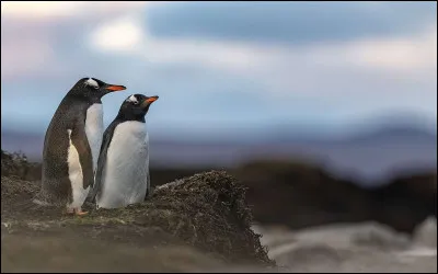 Comment le manchot papou fait-il pour montrer à une femelle quil laime ?