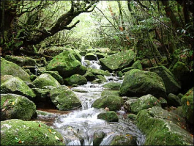 Dans la 317e section, quel nom porte le lieutenant dont le rôle est joué par Jacques Perrin ?