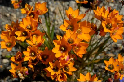 Quel roi des lapithes fut précipité aux Enfers, lié à une roue enflammée tournant éternellement ?