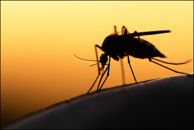 Quel insecte apporte la malaria ?