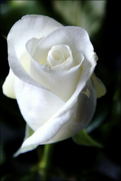 En 1962, qui chante "Roses blanches de Corfou" ?