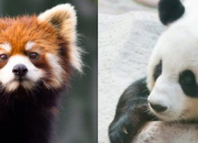 Quiz Panda gant ou panda roux ?