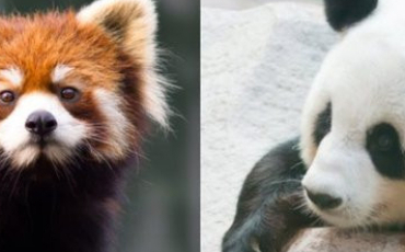 Quiz Panda