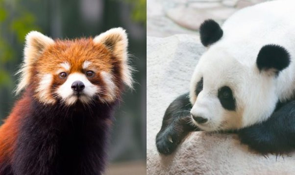 Panda géant ou panda roux ?