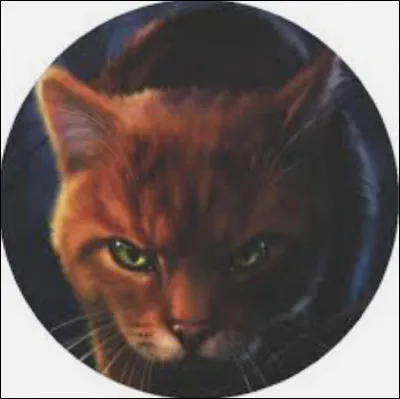 Quelles chattes ont aimé Étoile de Feu ?