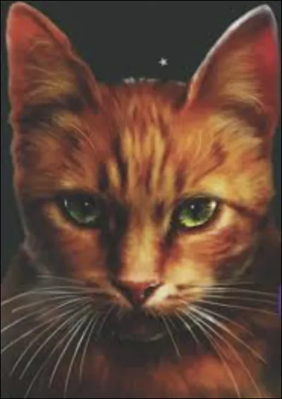 Quels chats ont aimé Poil dÉcureuil ?