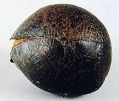 Ancêtre de nos jeux modernes quel est ce ballon originaire du nord de la France où s'affrontent à l'origine les hommes mariés d'un village aux hommes non mariés ?