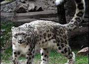 Quiz Les animaux-emblmes des pays - Asie