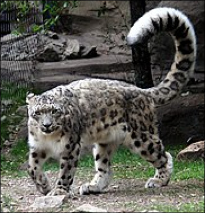 De quel pays le léopard des neiges est-il l'emblème ?