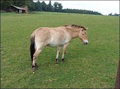 De quel pays le cheval de Przewalski est-il l'emblème ?