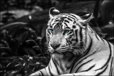 Quest-ce quun chat à neuf queues ?