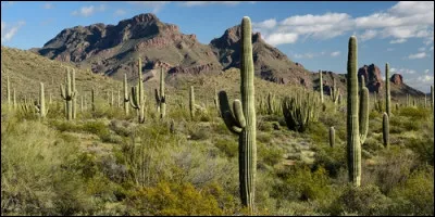 Quel est le plus grand désert d'Amérique du Nord, situé entre les Etats-Unis et le Mexique ?