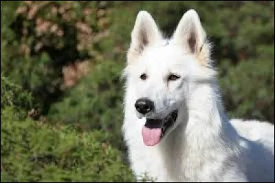 Quelle est la race de ce chien ?