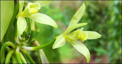 Quelle est cette épice très appréciée, qui est extraite d'une variété d'orchidée ?