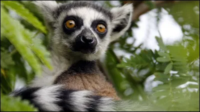 Sur quelle île faut-il se rendre pour trouver des lémuriens ?