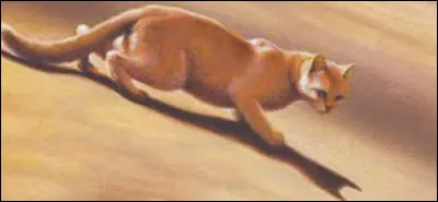 Ton compagnon serait plutôt