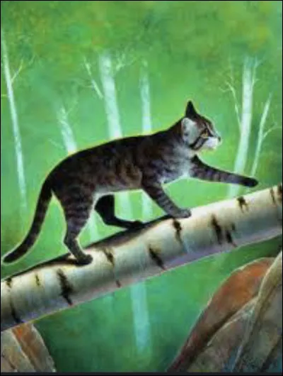 Ton compagnon ou ta compagne serait