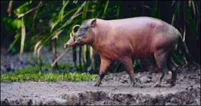 Quel est le nom de cet animal ?