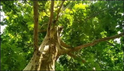 Quel est le nom de ce tr&egrave;s grand arbre ?