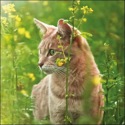 Quelle est ta meilleure qualité ?