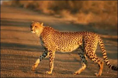 Lequel de ces animaux est le plus rapide ?