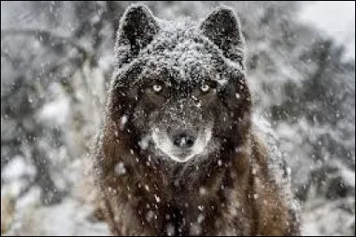 Quel animal est représenté sur cette photo ?