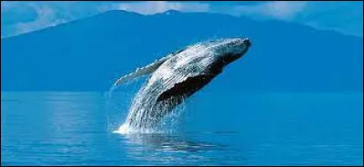 Comment dit-on "baleine" en anglais ?