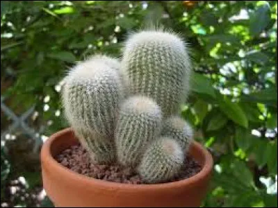 Quel est le nom de ce cactus ?