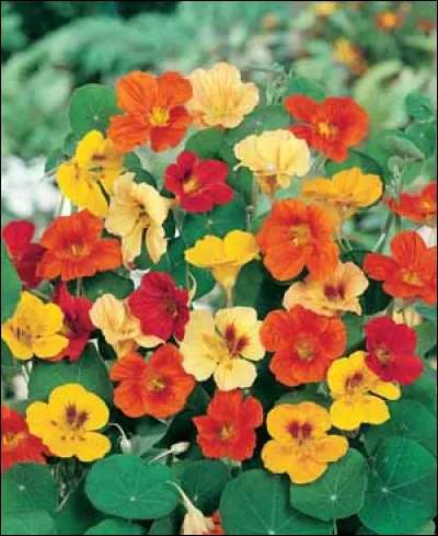 Connais-tu celle-ci ?