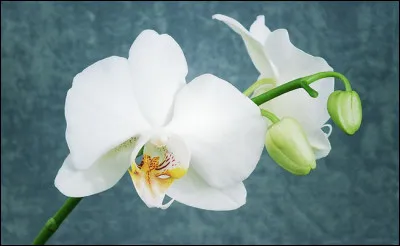 Sai- tu quelle fleur est-elle ?