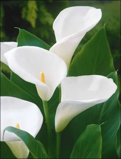 Connais-tu le nom de cette fleur ?