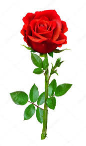 Quiz Fleurs