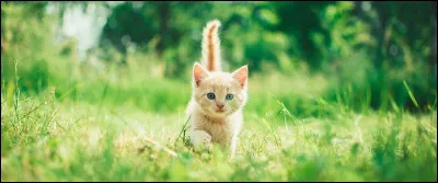 Qui est la première personne du Clan du Tonnerre qu'il rencontre ?