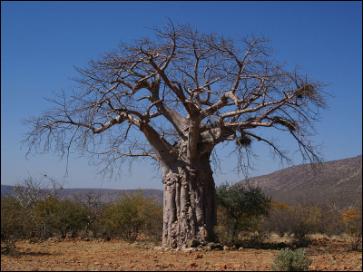 Quel arbre (emblématique de Madagascar) se plaît dans les forêts sèches ?