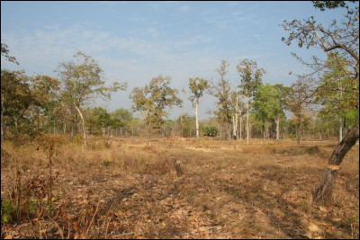 Quelle portion des forêts sèches du Venezuela est protégée ?