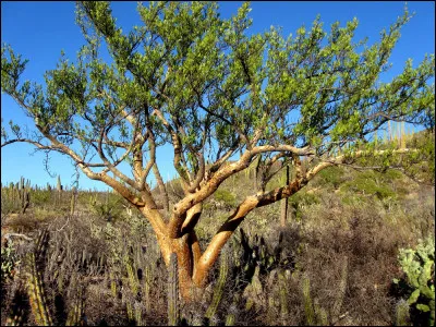 Quel genre botanique domine les forêts sèches du Mexique ?