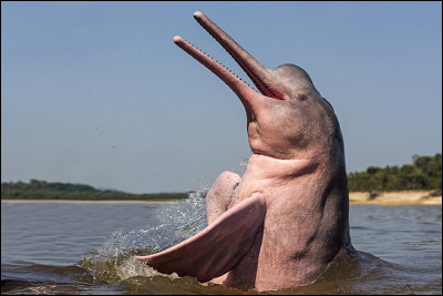 Quel mammifère batifole dans le fleuve Amazone ?