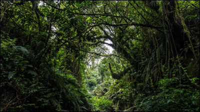 Quel est le pourcentage d'espèces végétales de la forêt du bassin du Congo que l'on ne trouve nulle part ailleurs ?