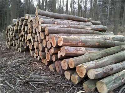 Comment appelle-t-on le tronc d'un arbre coupé ?