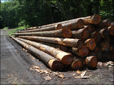 À combien est estimée la part illégale de la production mondiale de bois ?
