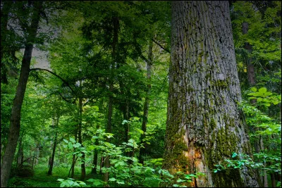 Laquelle de ces forêt est primaire ?